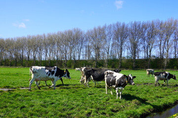 Kühe auf der Weide
