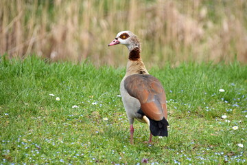 Nilgans © Wiltrud