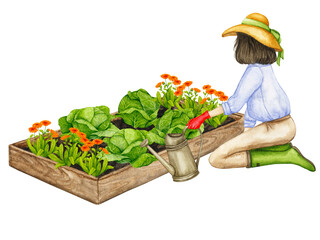 A woman waters a garden bed with growing cabbage from a watering can. Composition on the theme of gardening, spring seedlings, growing vegetables.  © Alyona Pugachova