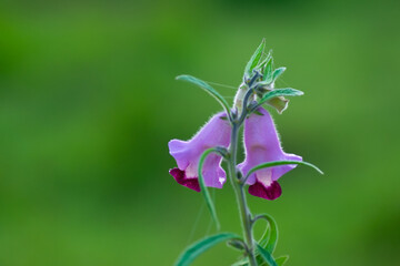 Sesamum mulayanum flowers fully bloomed on the plant with green background. Used selective focus.