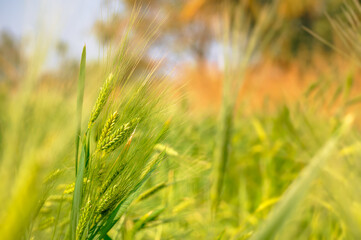 Wheat panicles at wheat agriculture crop field immature. Used selective focus.