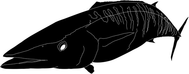 A Wahoo fish silhouette outlined in white - obrazy, fototapety, plakaty