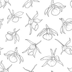 Seamless pattern with dendrobium orchid flowers isolated on white. Vector delicate black and white background. - 594435323