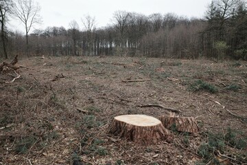 Freie Fläche im Wald nach Rodungsarbeiten	