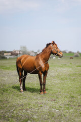Obraz premium Beautiful young strong brown horse, stallion walks, grazes in a meadow with green grass in a pasture, nature. Animal photography, portrait, wildlife, countryside.