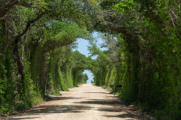 Obraz premium A lush tunnel of green encloses a road in the Texas countryside.