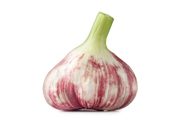 Garlic isolated. Purple garlic head isolated on white