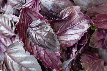 background many purple basil leaves