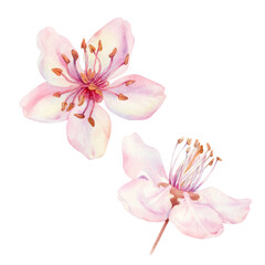 Fototapeta na wymiar Watercolor spring sakura flowers, japanese cherry. Illustrations of blooming realistic rose petals, flowers, branches, cherry leaves. Elements isolated on white background