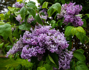 Spring flowers