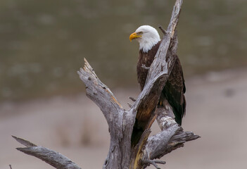 Bald Eagle watching the Yellowstone River