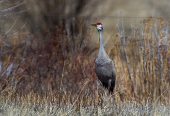 Sandhill Crane 