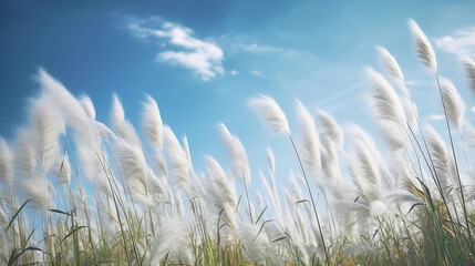 Obraz premium Pampas grass in the sky, Abstract natural background of soft plants Cortaderia selloana moving in the wind. Generative Ai
