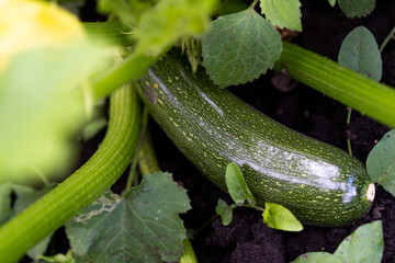 zucchini in the garden top view, farm products, zucchini organic vegetables