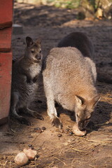 Dwa kangury jedzący burak