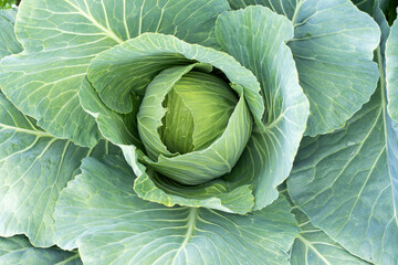 Obraz premium large green cabbage ovary in the garden or orchard, farm eco vegetables