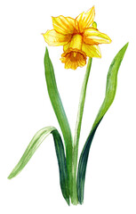 Fototapeta premium Yellow narcissus flower, hand-drawn. Isolated on a white background. Hand-drawn watercolor illustration. For printing on stickers, postcards, packaging, textiles, invitations