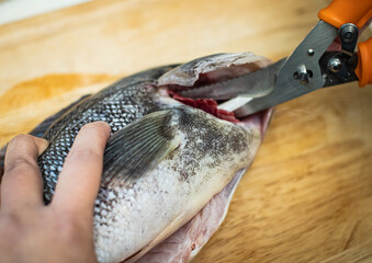 Scissor Shears Cutting Fish