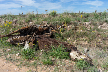 Three dead cows in a field in Argentina. rotting.