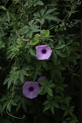 Purple Flower