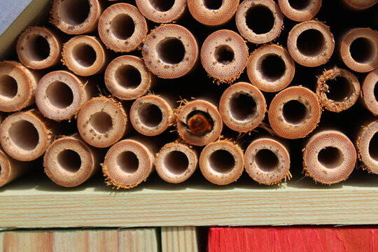 Mauerbiene an einem Insektenhotel