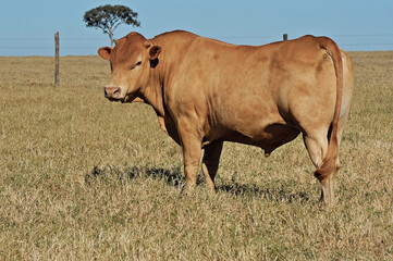 Touro Caracu em pasto verde 