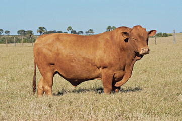 Touro Caracu em pasto
