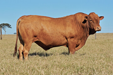 Touro Caracu em pasto verde