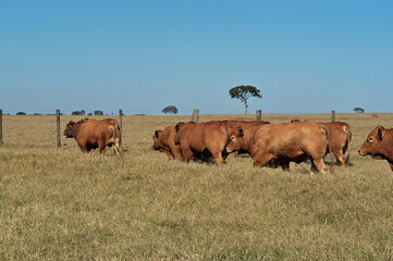 Rebanho de gado Caracu no pasto
