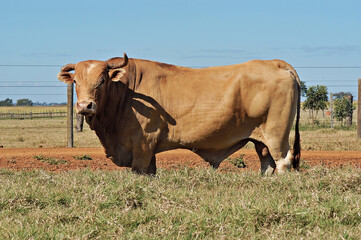 Touro Caracu em pasto verde
