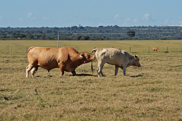 Vaca Caracu no cio e touro no campo