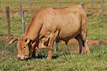 Touro Caracu em pasto verde