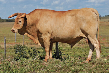Touro Caracu em pasto verde 