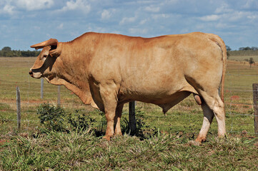 Touro Caracu em pasto verde