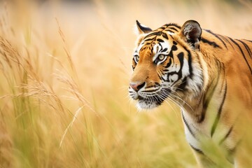 Bengal tiger close up shot in the wilderness. Focus on foreground with copy space. Generative AI