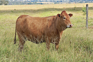 Vaca Caracu em pasto verde