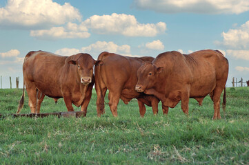 Touro Caracu / Senepol em pasto verde © Jr Studio Foto