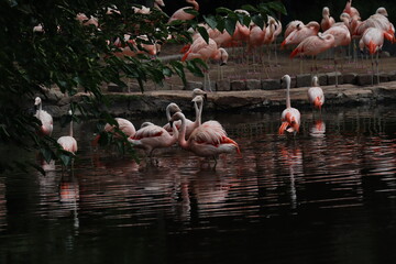 Flamingos in the water