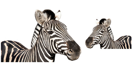 Fototapeta na wymiar Zebra, animal head profile. Zebra looks to the left. Zebra looks to the right. Zebra PNG