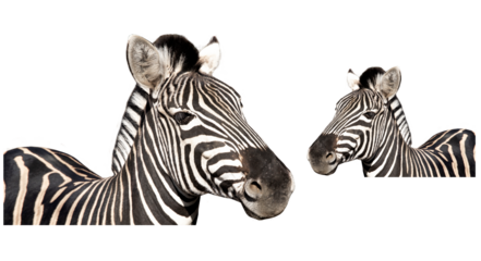 Zebra, animal head profile. Zebra looks to the left. Zebra looks to the right. Zebra PNG