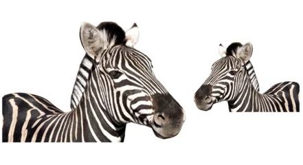 Poster Zebra, animal head profile. Zebra looks to the left. Zebra looks to the right. Zebra PNG © Анжелика Мельничук