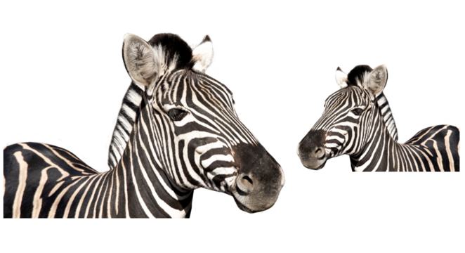 Zebra, animal head profile. Zebra looks to the left. Zebra looks to the right. Zebra PNG