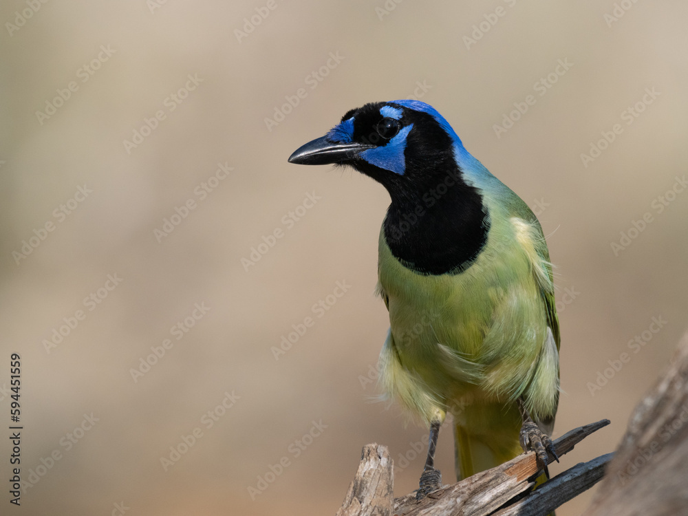 Wall mural Close Up of a Green Jay Perched on Dead Tree Limb