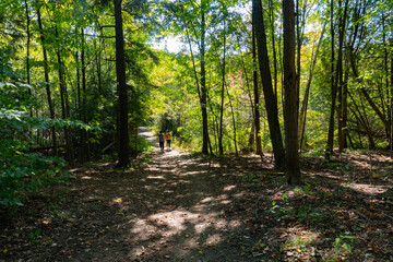 Mushroom pickers on a path in a deciduous forest