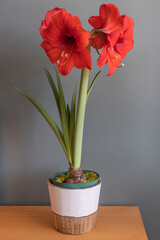 Red amaryllis flower