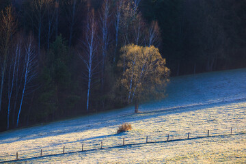  tree in the meadow on a frosty spring morning