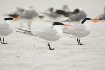 Royal Terns on the beach