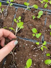 person planting a seedling
