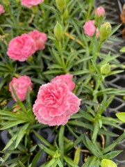 pink Carnations in garden