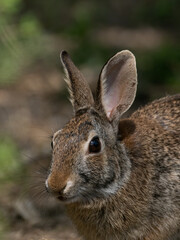 Naklejka na ściany i meble Close Up of the Head and Chest of an Eastern Cottontail Rabbit in the Wild